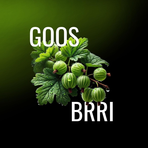 MUSTH Tabak 125g - GOOS BRRI